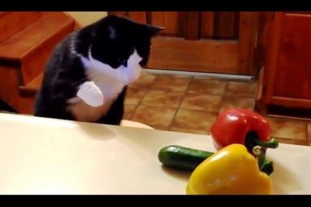 Zakaj se mačke bojijo kumar?